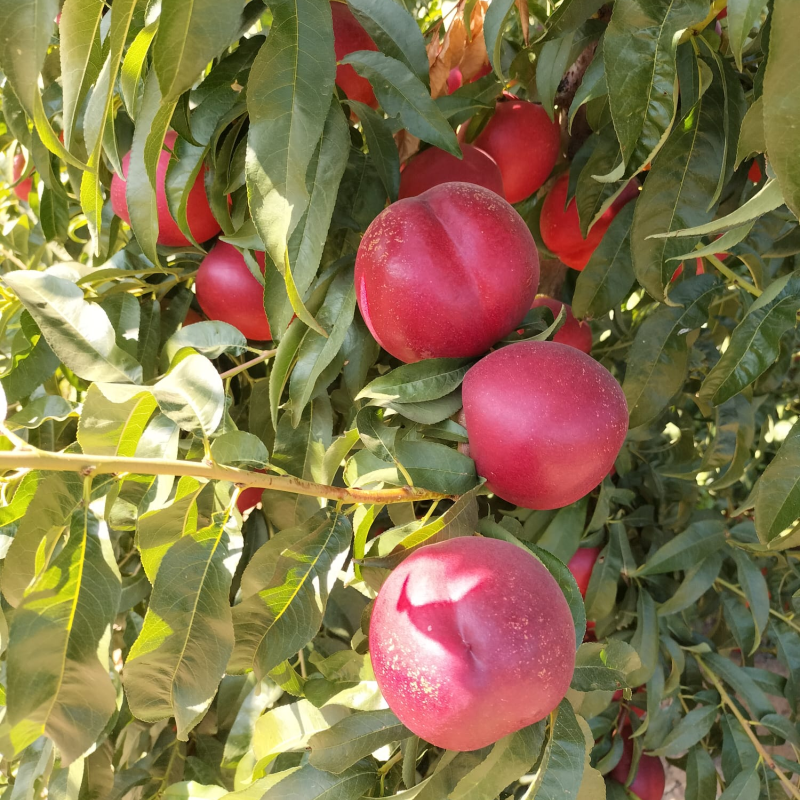Éxito de la herramienta CropBalance en nectarina var. Kinolea