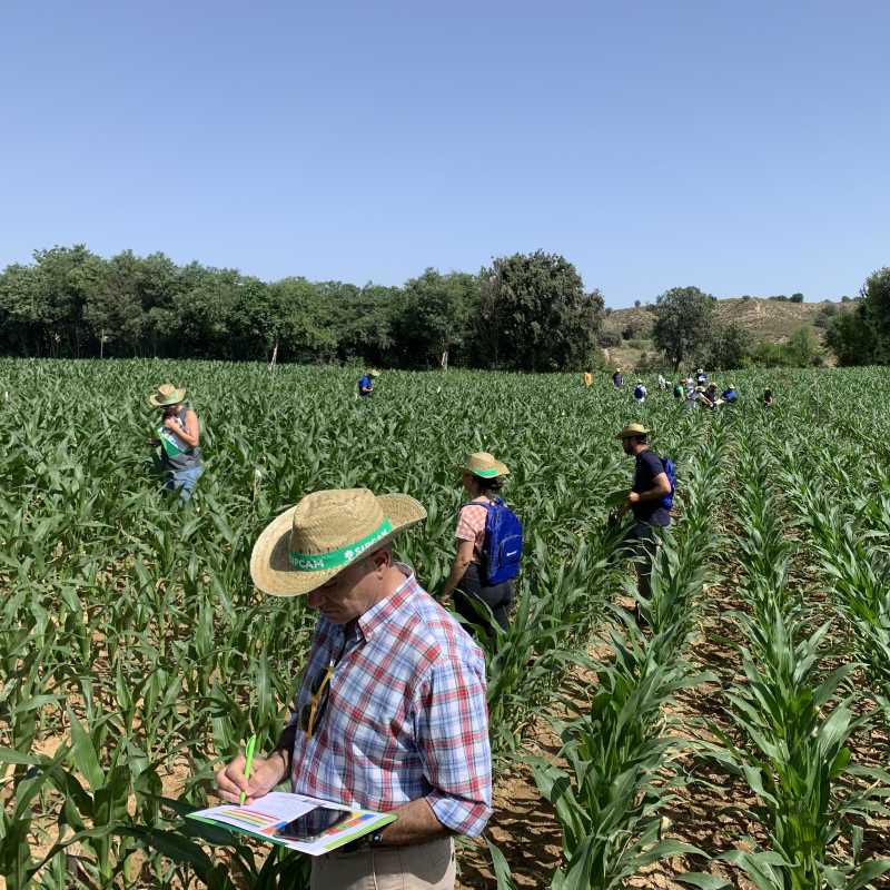La solución integral para las malas hierbas en maíz